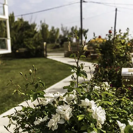 Afrodite * Χρυσή Αμμουδιά